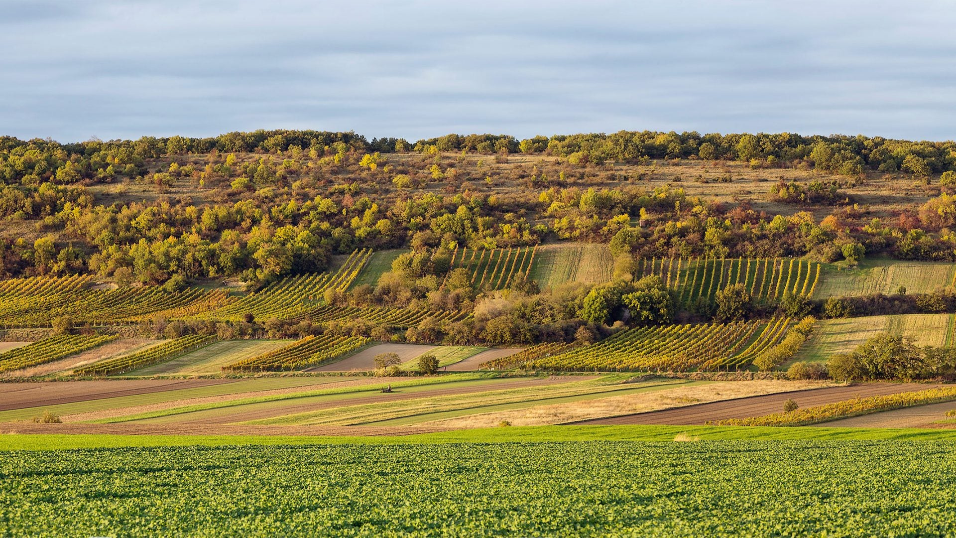 Carnuntum カルヌントゥム オーストリアワイン専門店【エス・ブリュッケ】