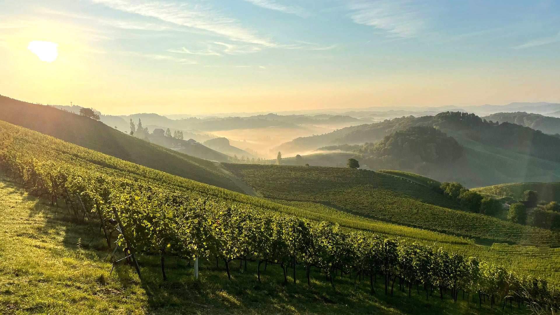 【オーストリアワイン専門】エス・ブリュッケ|ワインの輸入・販売・通販
– オーストリアワイン専門店【エス・ブリュッケ】