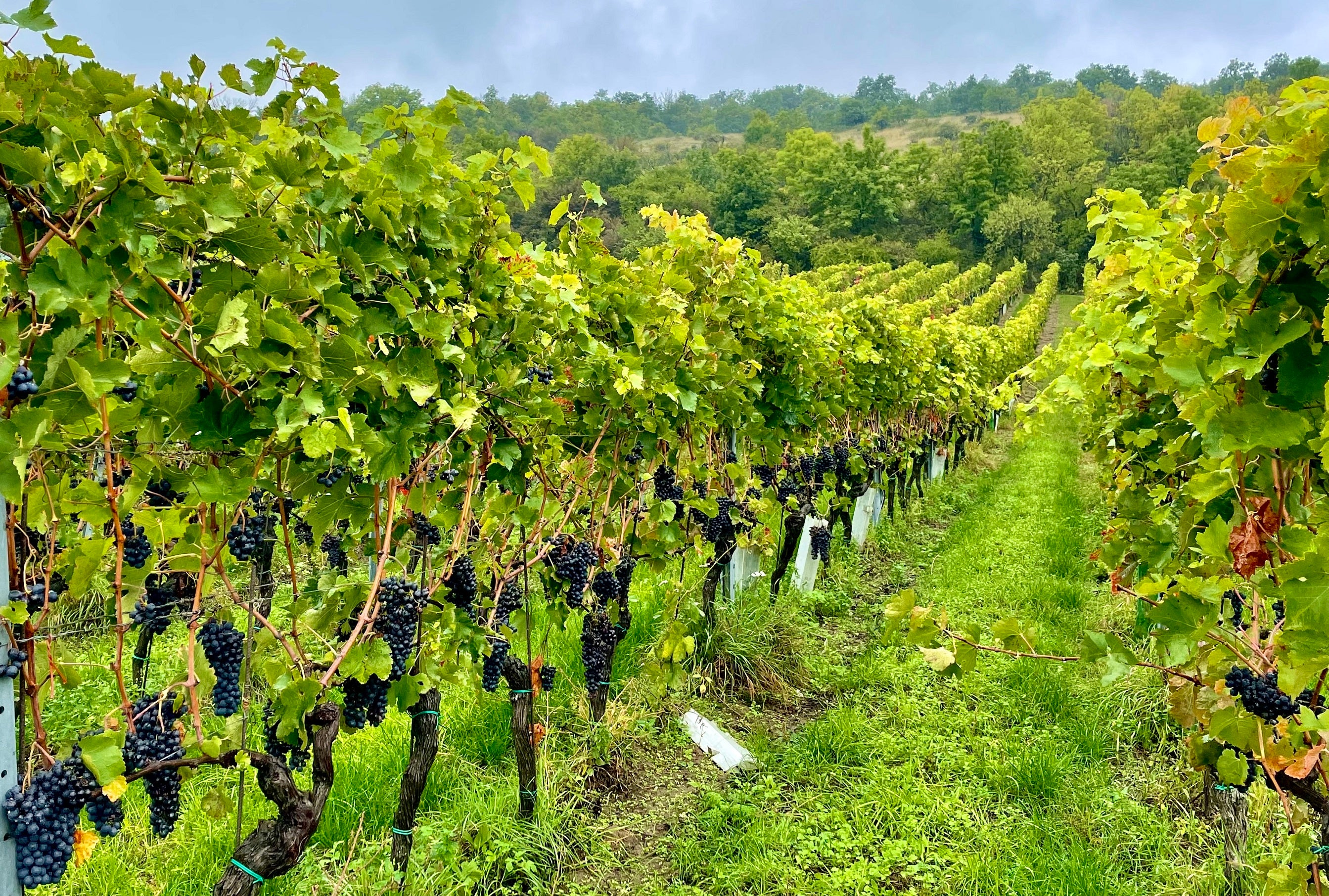 オーストリアワイン専門】エス・ブリュッケ｜ワインの輸入・販売・通販